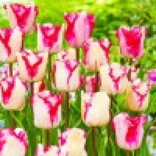 Tulup Raspberry
